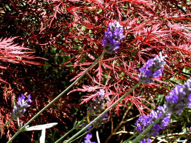 n_n_b_48  Ahorn&Lavendel.jpg